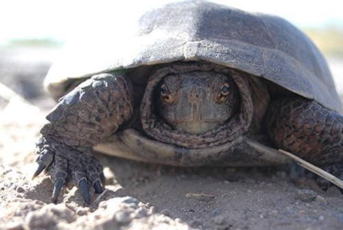 Desert tortoise