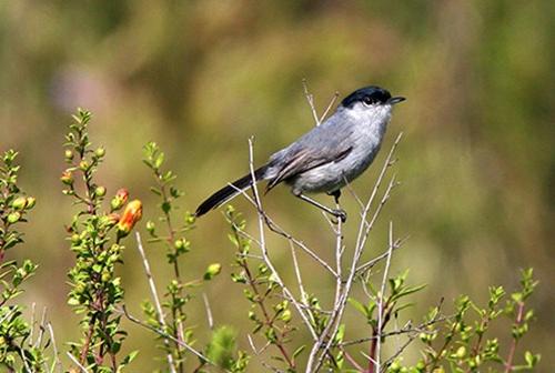 California gnatcatcher